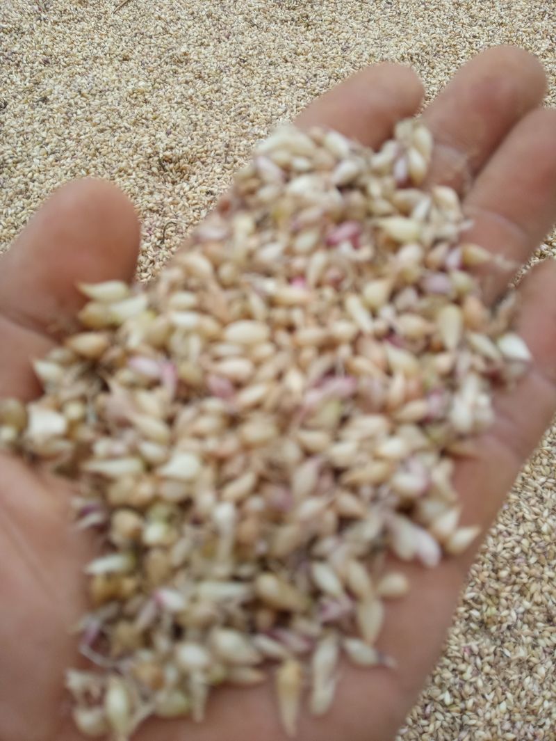 조성국님의 장터 판매 상품 [식용,종자용 홍산마늘] 첨부 사진