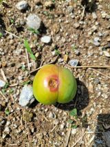 팜모닝 자두·자유게시판 게시글 이미지