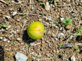 알 수 없음님의 자두 · 자유게시판 작성글 사진