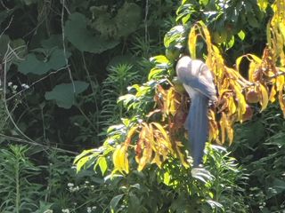 알 수 없음님의 자두 · 자유게시판 작성글 사진