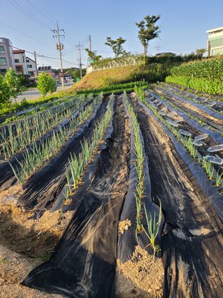 이종민 풍운아 님의 파 · 영농일지 작성글 사진