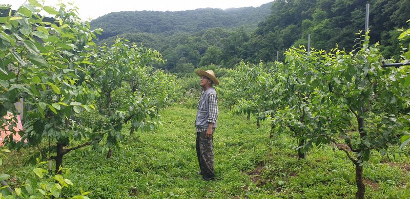 장터 상품 [[판매중지] 헉! 복조대추! 1kg] 썸네일