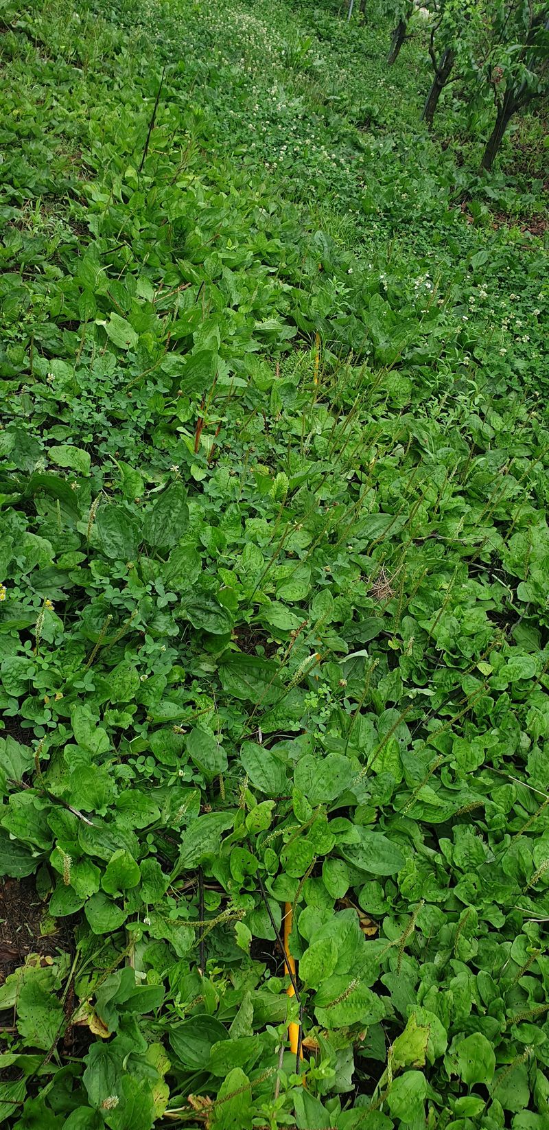 주주농장님의 장터 판매 상품 [[판매중지] 헉! 복조대추! 1kg] 첨부 사진