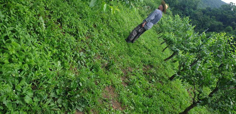 주주농장님의 장터 판매 상품 [[판매중지] 헉! 복조대추! 1kg] 첨부 사진
