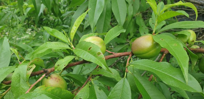 주주농장님의 장터 판매 상품 [[판매중지] 헉! 복조대추! 1kg] 첨부 사진