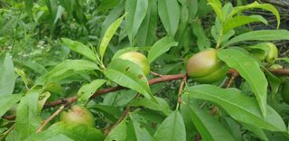 주주농장님의 작성글 사진