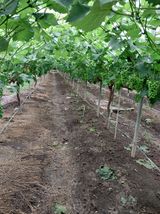 팜모닝 포도·자유게시판 게시글 이미지