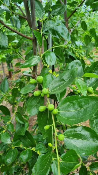 오학봉(멀티팜)님의 기타작물 · 자유게시판 작성글 사진