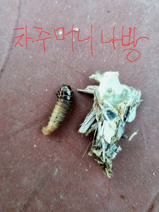 오학봉(멀티팜)님의 자유주제 · 자유게시판 작성글 사진