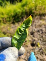 팜모닝 복숭아·병해충상담 게시글 이미지
