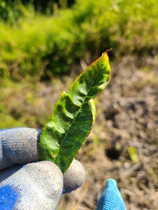핵손팜님의 복숭아 · 병해충상담 작성글 사진