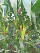 팜모닝 옥수수·자유게시판 게시글 이미지