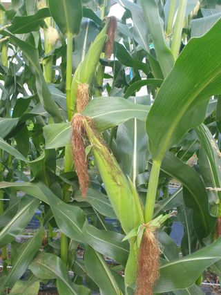 들깨19622님의 옥수수 · 자유게시판 작성글 사진