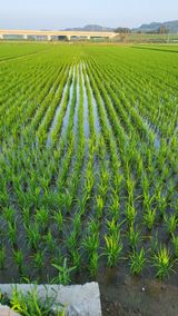 팜모닝 벼·영농일지 게시글 이미지