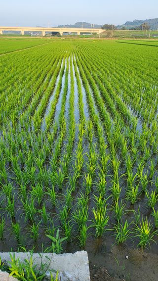 이유정님의 벼 · 영농일지 작성글 사진