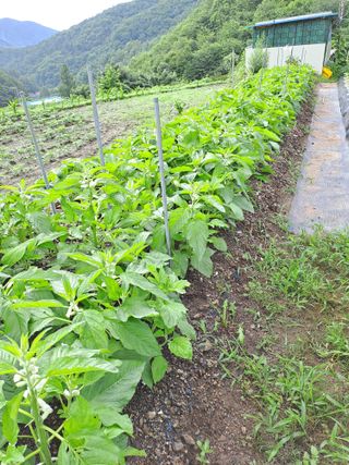 강래규님의 참깨 · 자유게시판 작성글 사진