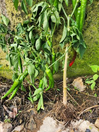 배주원님의 고추 · 병해충상담 작성글 사진