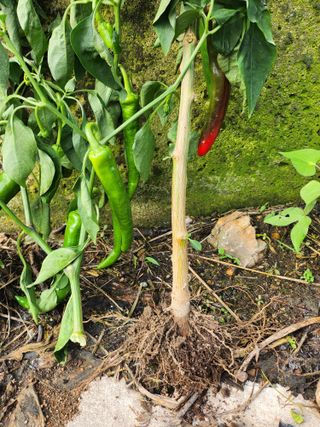 배주원님의 고추 · 병해충상담 작성글 사진