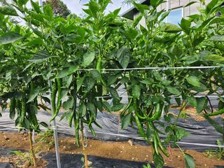 배주원님의 고추 · 병해충상담 작성글 사진