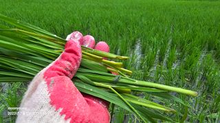 초보농부님의 벼 · 병해충상담 작성글 사진