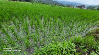 초보농부님의 벼 · 병해충상담 작성글 사진