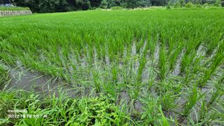 초보농부님의 벼 · 병해충상담 작성글 사진