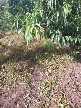 괴산 순정농부님의 최고의 제초제는 무엇인가요? · 참여 작성글 사진