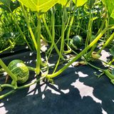 팜모닝 호박·자유게시판 게시글 이미지