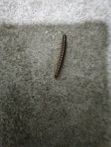 팜모닝 고구마·자유게시판 게시글 이미지