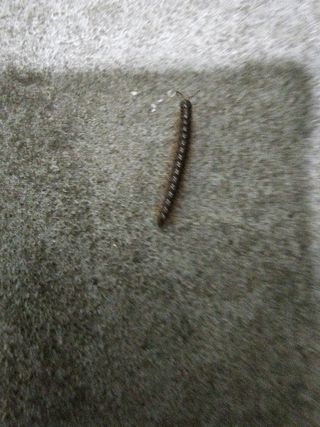 윤창기님의 고구마 · 자유게시판 작성글 사진