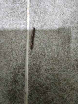 윤창기님의 고구마 · 자유게시판 작성글 사진