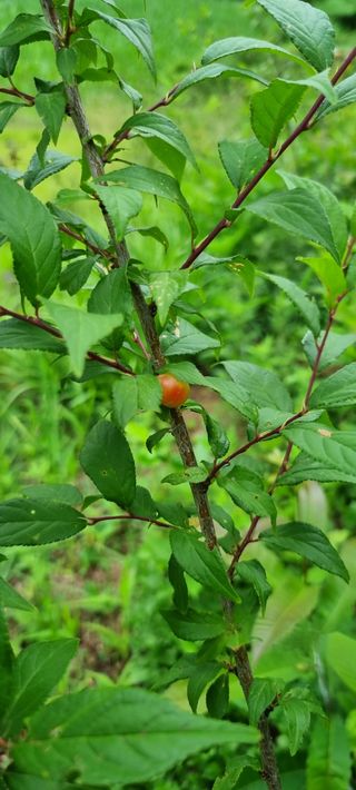 이찬암님의 장터이야기 · 자유게시판 작성글 사진