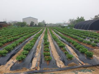 박명흠 님의 최고의 제초제는 무엇인가요? · 참여 작성글 사진