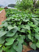 팜모닝 자유주제·자유게시판 게시글 이미지