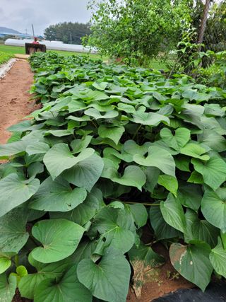 물안개님의 자유주제 · 자유게시판 작성글 사진