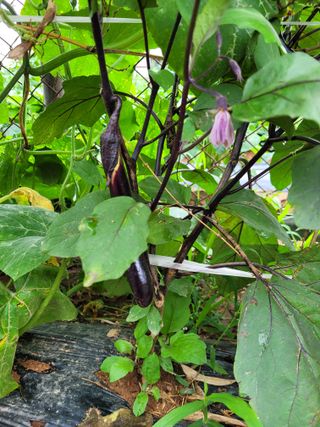 물안개님의 자유주제 · 자유게시판 작성글 사진