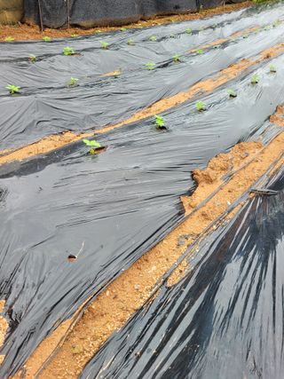 물안개님의 자유주제 · 자유게시판 작성글 사진