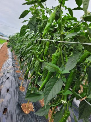 물안개님의 자유주제 · 자유게시판 작성글 사진