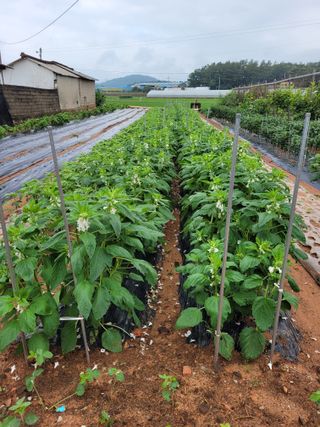 물안개님의 자유주제 · 자유게시판 작성글 사진