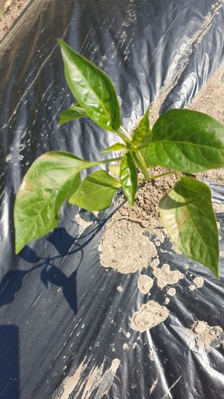 성주아낙네님의 고추 · 병해충상담 작성글 사진