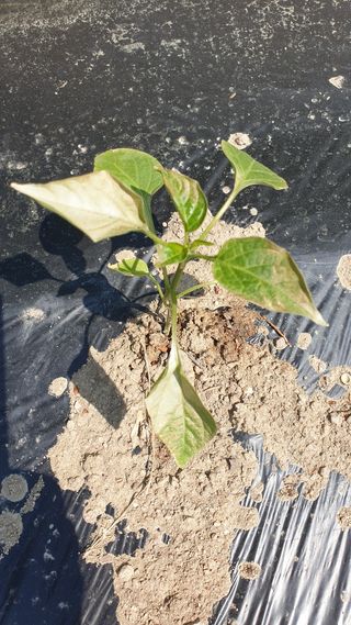 성주아낙네님의 고추 · 병해충상담 작성글 사진