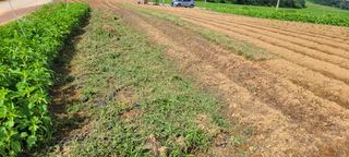 김기철님의 들깨 · 영농일지 작성글 사진