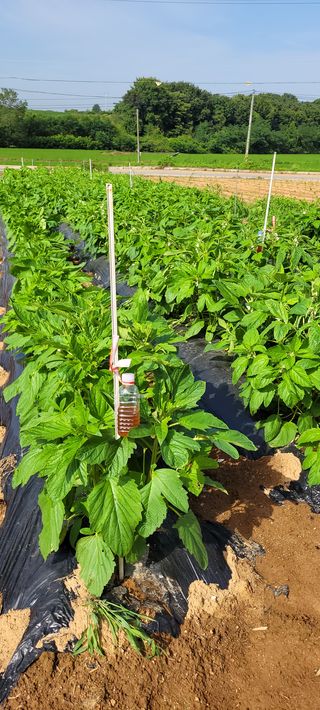 김기철님의 들깨 · 영농일지 작성글 사진