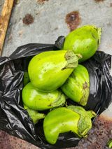 팜모닝 기타작물·자유게시판 게시글 이미지