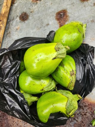 충골 가님의 기타작물 · 자유게시판 작성글 사진