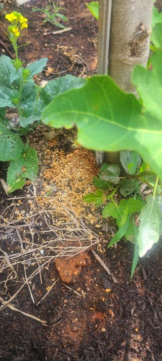 윤양현님의 기타작물 · 병해충상담 작성글 사진