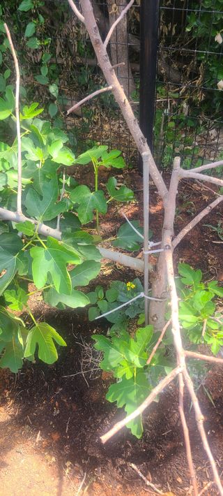 윤양현님의 기타작물 · 병해충상담 작성글 사진