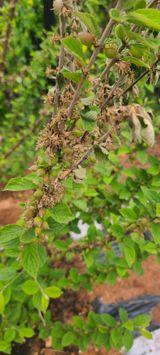 팜모닝 기타작물·병해충상담 게시글 이미지