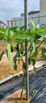 팜모닝 고추·병해충상담 게시글 이미지