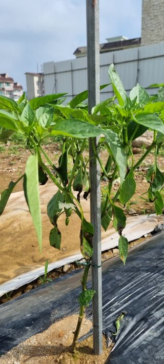 유일무님의 고추 · 병해충상담 작성글 사진